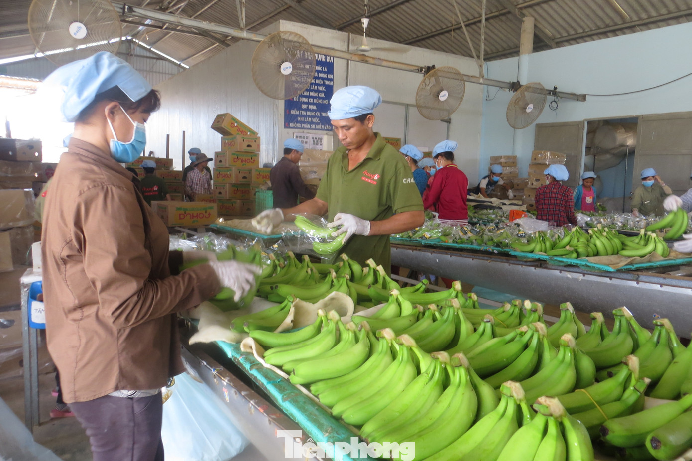 Cơ sở trồng chuối xuất khẩu ở Long An của ông Võ Quan Huy muốn vay vốn ngân hàng nhưng gặp không ít khó khăn. Cơ sở trồng chuối xuất khẩu ở Long An của ông Võ Quan Huy muốn vay vốn ngân hàng nhưng gặp không ít khó khăn.