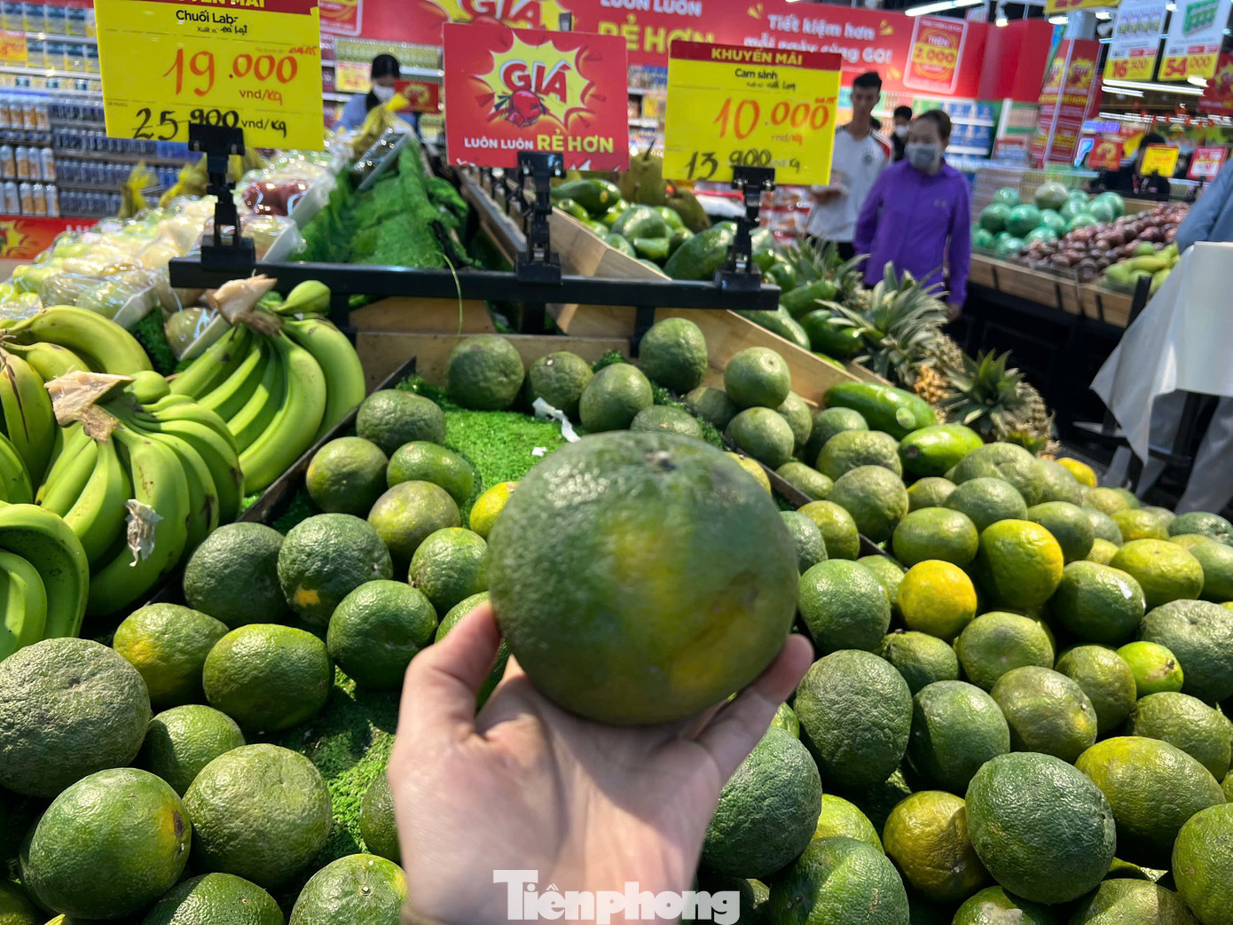 Quả cam rất to, chín vàng, cầm nặng tay. Quả cam rất to, chín vàng, cầm nặng tay.