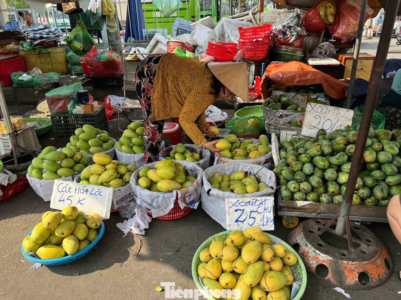 Xoài cát Hòa Lộc, xoài Cát Chu, xoài keo... xuất hiện đầy các quầy hàng trong chợ, trên nhiều tuyến đường ở TPHCM. Xoài cát Hòa Lộc, xoài Cát Chu, xoài keo... xuất hiện đầy các quầy hàng trong chợ, trên nhiều tuyến đường ở TPHCM.
