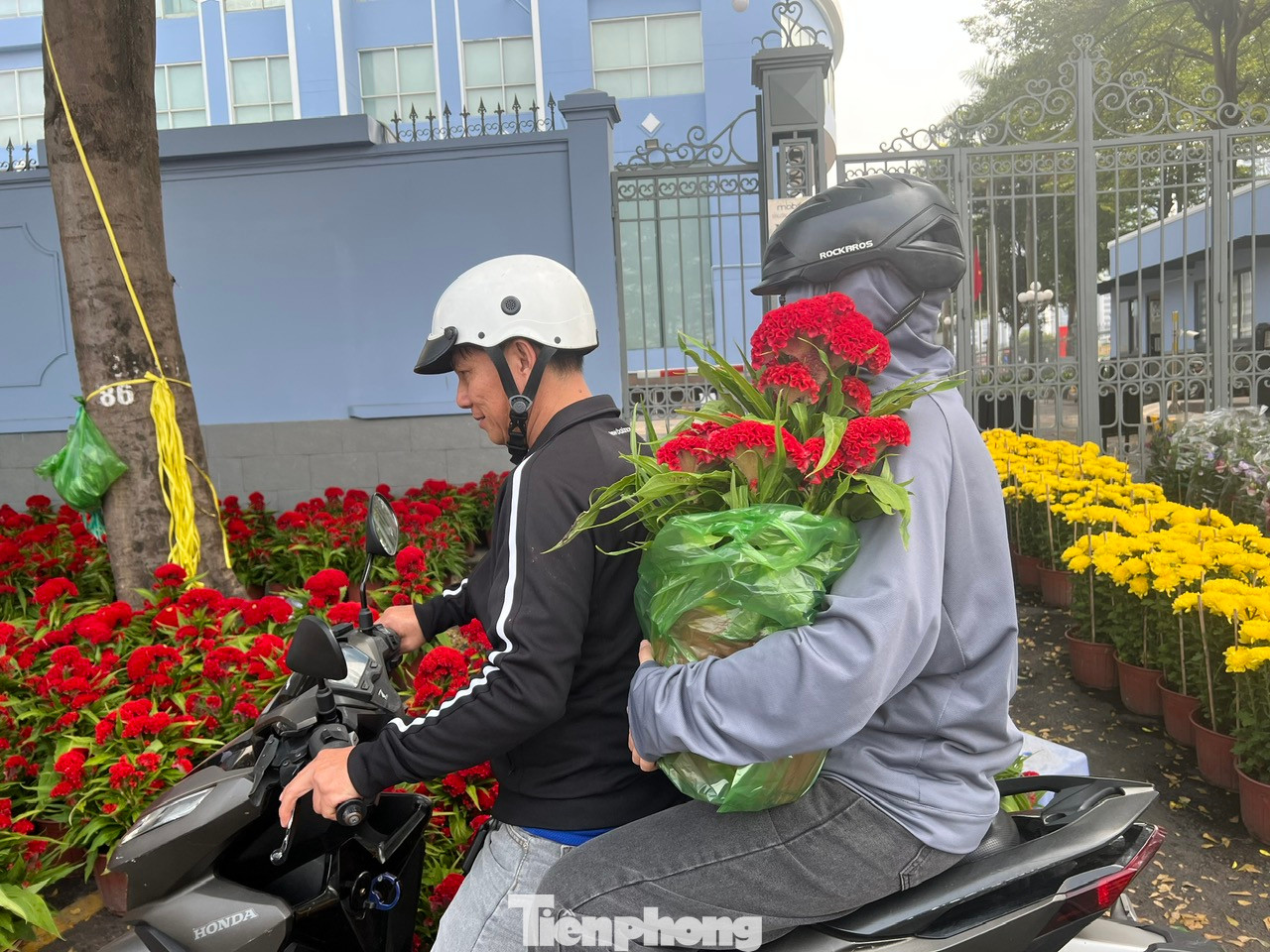 Khách mua hai chậu mồng gà đỏ rực, giá chưa tới 200.000 đồng để ngôi nhà có không khí Tết. Khách mua hai chậu mồng gà đỏ rực, giá chưa tới 200.000 đồng để ngôi nhà có không khí Tết.