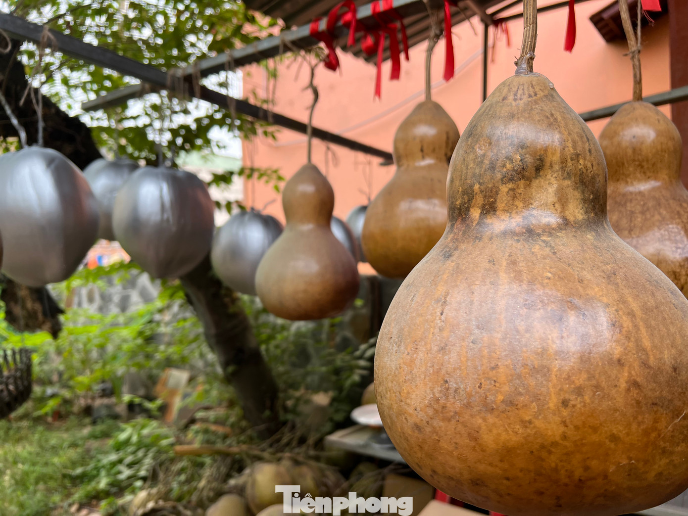 Sau 5 tháng trồng, bầu được thu hoạch và phơi khô cho cứng lại.