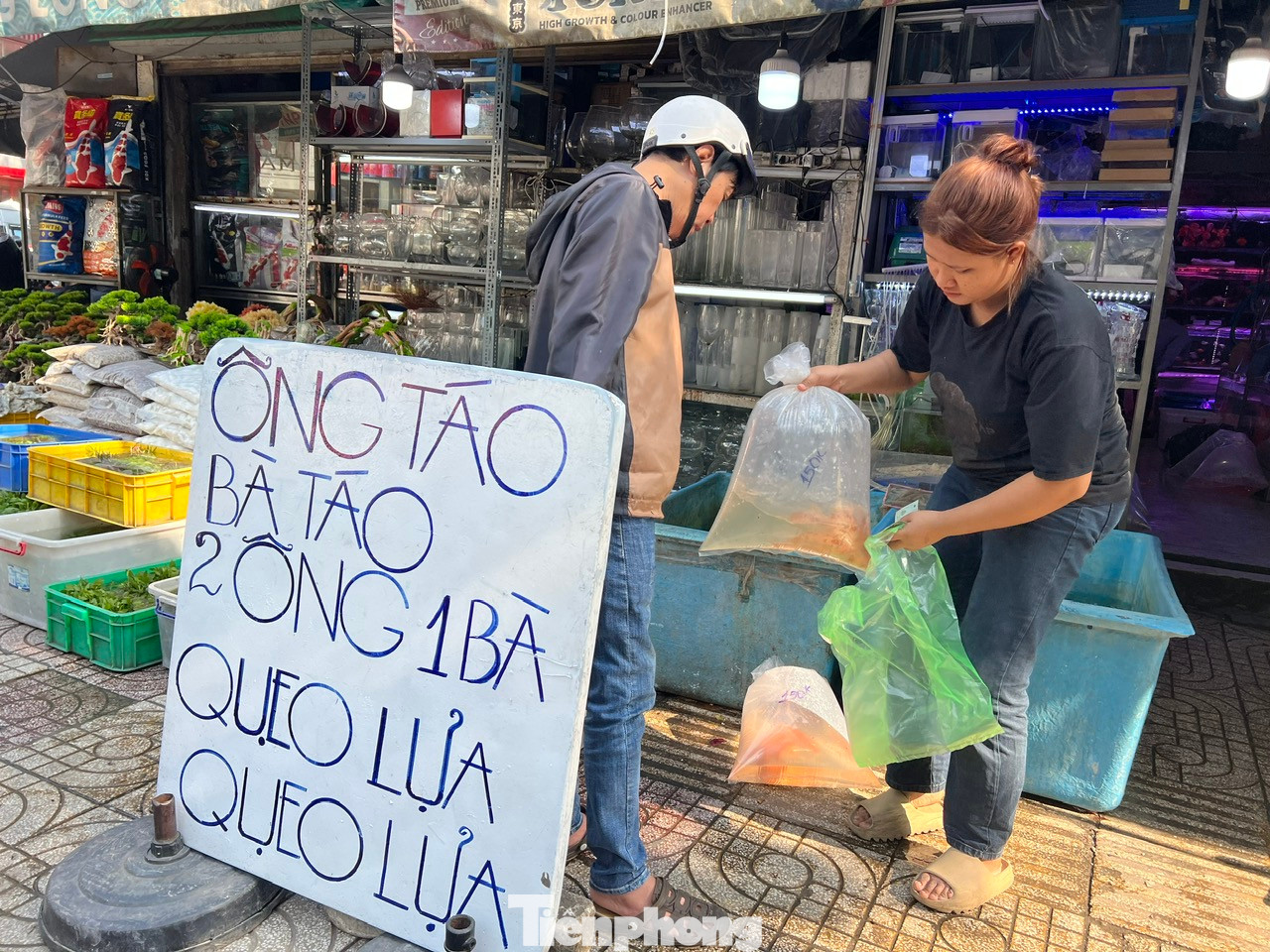 Những cửa hàng bán cá chép trên đường Nguyễn Thông (quận 3) có nhiều khách đến mua cá chép "2 ông 1 bà" để cúng đưa ông Táo. Giá một con cá chép trong ngày này từ 50.000 - 100.000 đồng. Người dân thường mua 3 con cá chép để thả trong ngày này. Những cửa hàng bán cá chép trên đường Nguyễn Thông (quận 3) có nhiều khách đến mua cá chép "2 ông 1 bà" để cúng đưa ông Táo. Giá một con cá chép trong ngày này từ 50.000 - 100.000 đồng. Người dân thường mua 3 con cá chép để thả trong ngày này.