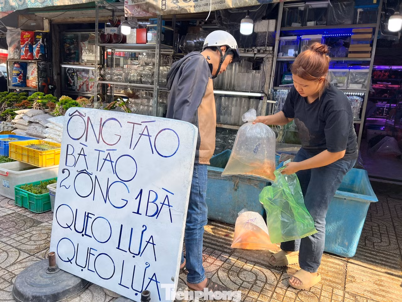 Những cửa hàng bán cá chép trên đường Nguyễn Thông (quận 3) có nhiều khách đến mua cá chép "2 ông 1 bà" để cúng đưa ông Táo. Giá một con cá chép trong ngày này từ 50.000 - 100.000 đồng. Người dân thường mua 3 con cá chép để thả trong ngày này. Những cửa hàng bán cá chép trên đường Nguyễn Thông (quận 3) có nhiều khách đến mua cá chép "2 ông 1 bà" để cúng đưa ông Táo. Giá một con cá chép trong ngày này từ 50.000 - 100.000 đồng. Người dân thường mua 3 con cá chép để thả trong ngày này.