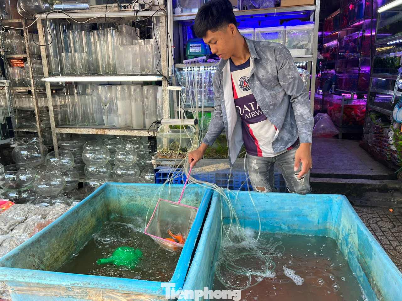 Nhân viên bơm ô-xy để cá chép mạnh khỏe. Nhân viên bơm ô-xy để cá chép mạnh khỏe.