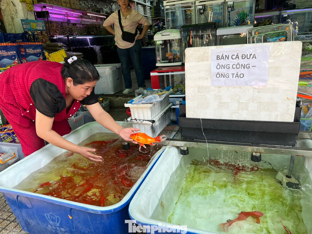 Tuy nhiên, các tiểu thương cho biết, năm nay người mua cá chép để thả đưa ông Táo về trời ít hơn. "Dù giá cả vẫn như ngày thường nhưng lượng khách đến mua ít hơn" - chủ tiệm kinh doanh cá kiểng Sơn Hà nói. Tuy nhiên, các tiểu thương cho biết, năm nay người mua cá chép để thả đưa ông Táo về trời ít hơn. "Dù giá cả vẫn như ngày thường nhưng lượng khách đến mua ít hơn" - chủ tiệm kinh doanh cá kiểng Sơn Hà nói.