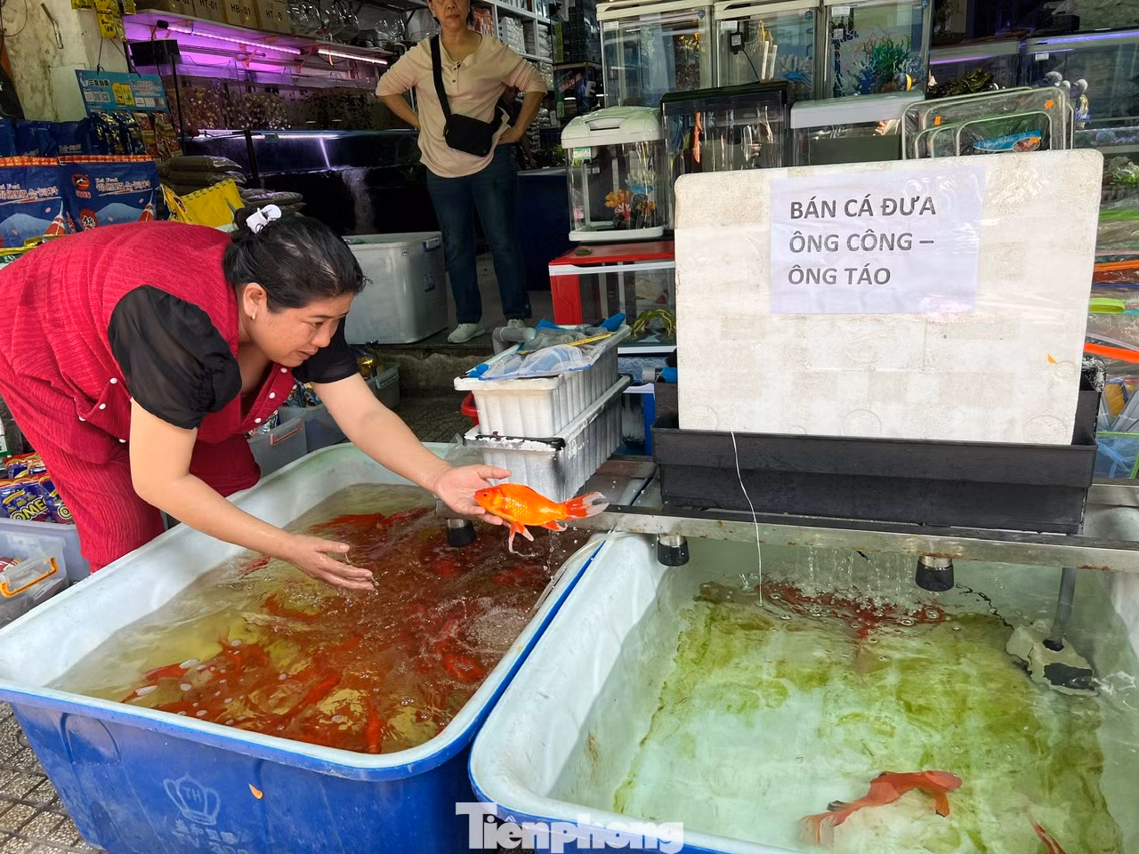 Tuy nhiên, các tiểu thương cho biết, năm nay người mua cá chép để thả đưa ông Táo về trời ít hơn. "Dù giá cả vẫn như ngày thường nhưng lượng khách đến mua ít hơn" - chủ tiệm kinh doanh cá kiểng Sơn Hà nói. Tuy nhiên, các tiểu thương cho biết, năm nay người mua cá chép để thả đưa ông Táo về trời ít hơn. "Dù giá cả vẫn như ngày thường nhưng lượng khách đến mua ít hơn" - chủ tiệm kinh doanh cá kiểng Sơn Hà nói.
