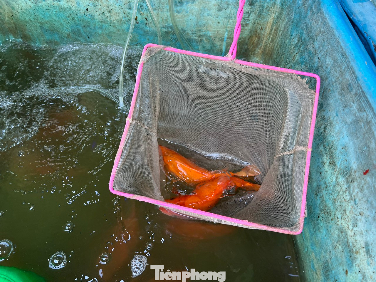 Cá chép đỏ tươi, mà vật để ông Táo cưỡi về trời. Cá chép đỏ tươi, mà vật để ông Táo cưỡi về trời.