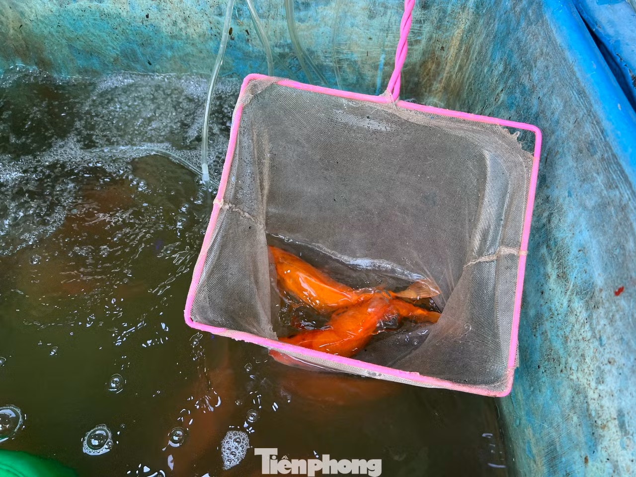 Cá chép đỏ tươi, mà vật để ông Táo cưỡi về trời. Cá chép đỏ tươi, mà vật để ông Táo cưỡi về trời.