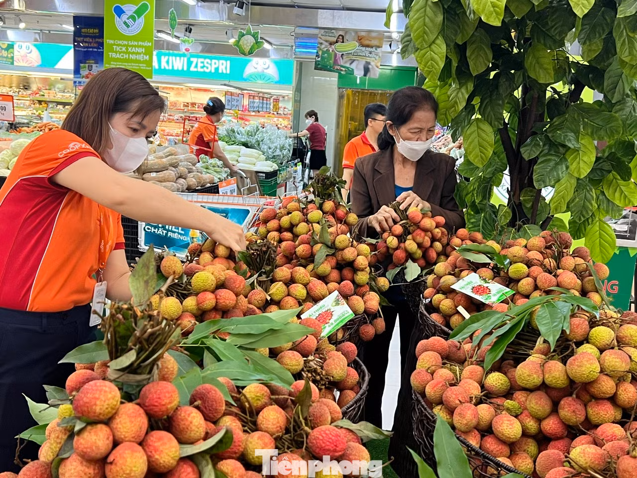 Vài ngày gần đây, tại nhiều hệ thống siêu thị lớn ở TPHCM, vải thiều Bắc Giang được nhập về nhiều và thu hút sự quan tâm của người tiêu dùng. Những chùm vải thiều tươi ngon, quả căng to, mọng nước tỏa hương thơm ngát. "Hôm nay đi siêu thị, tôi mới thấy được những quả vải tươi ngon mơn mởn. Vải đang vào vụ nên có vị ngọt thanh chứ không chua lẫn vị chát" - bà Tâm (ngụ quận Bình Thạnh) cho biết. Vài ngày gần đây, tại nhiều hệ thống siêu thị lớn ở TPHCM, vải thiều Bắc Giang được nhập về nhiều và thu hút sự quan tâm của người tiêu dùng. Những chùm vải thiều tươi ngon, quả căng to, mọng nước tỏa hương thơm ngát. "Hôm nay đi siêu thị, tôi mới thấy được những quả vải tươi ngon mơn mởn. Vải đang vào vụ nên có vị ngọt thanh chứ không chua lẫn vị chát" - bà Tâm (ngụ quận Bình Thạnh) cho biết.