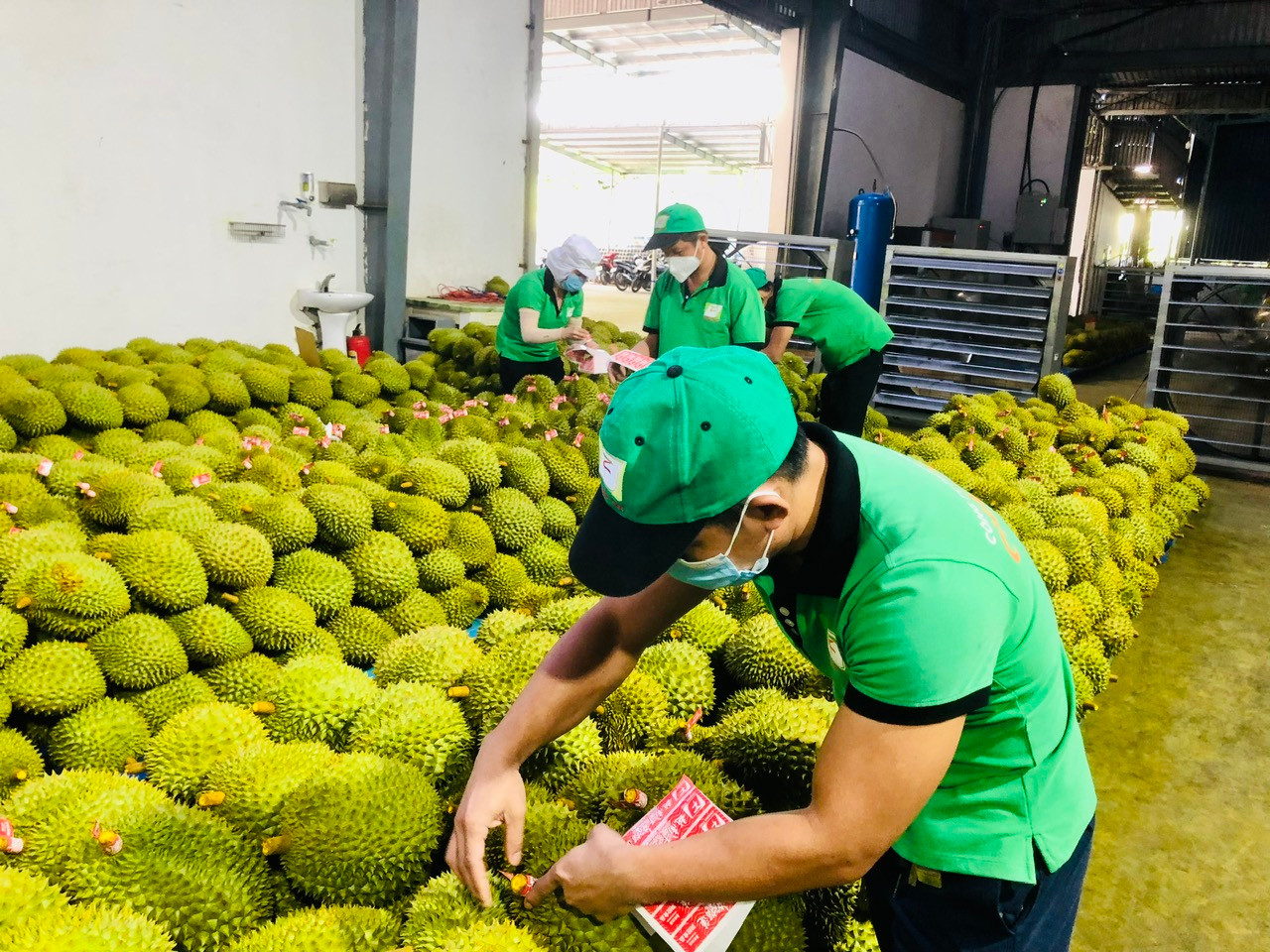 Sầu riêng vẫn là "vua" của ngành trái cây xuất khẩu.