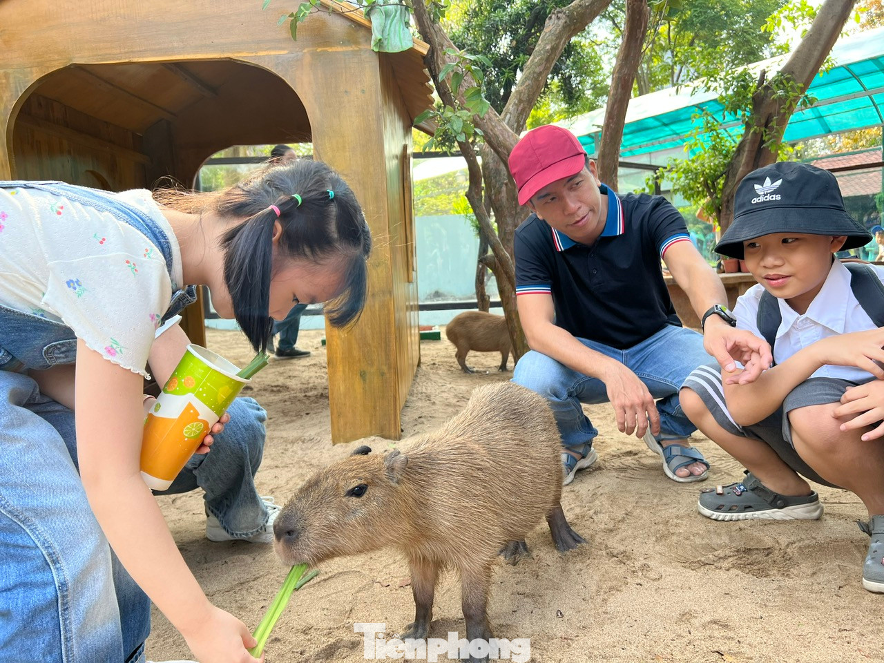 Capybara là loài gặm nhấm lớn nhất trên thế giới, có hình dáng giống thỏ, cơ thể tròn và được mệnh danh là "bộ trưởng bộ ngoại giao" bởi có thể làm bạn với bất kỳ loại động vật nào. Loài chuột này cũng được yêu thích bởi dễ gần với con người.