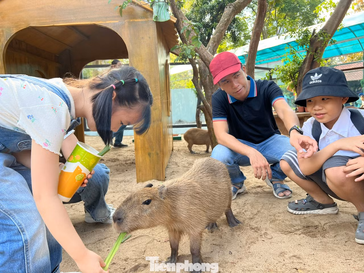 Capybara là loài gặm nhấm lớn nhất trên thế giới, có hình dáng giống thỏ, cơ thể tròn và được mệnh danh là "bộ trưởng bộ ngoại giao" bởi có thể làm bạn với bất kỳ loại động vật nào. Loài chuột này cũng được yêu thích bởi dễ gần với con người.