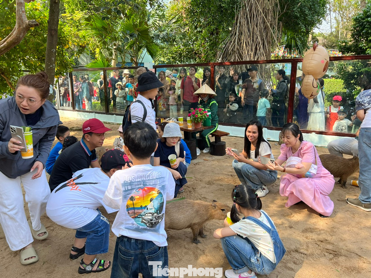 Rất nhiều du khách đứng bên ngoài chờ đợi để được vào chơi cùng capybara, nhiều người chờ từ sáng đến buổi chiều mới đến lượt.