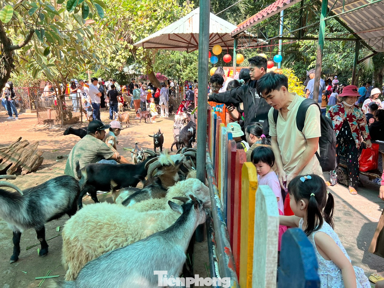 Khu vực nuôi thú nhỏ như dê, cừu... luôn nhộn nhịp. Du khách được tạo điều kiện vào bên trong cho thú ăn, chụp ảnh...