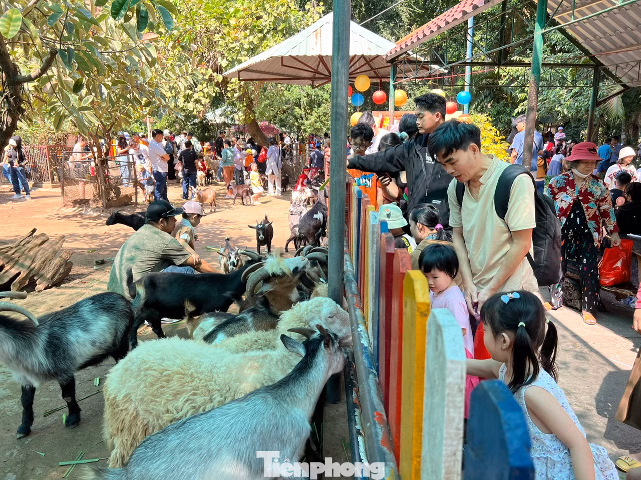 Khu vực nuôi thú nhỏ như dê, cừu... luôn nhộn nhịp. Du khách được tạo điều kiện vào bên trong cho thú ăn, chụp ảnh...