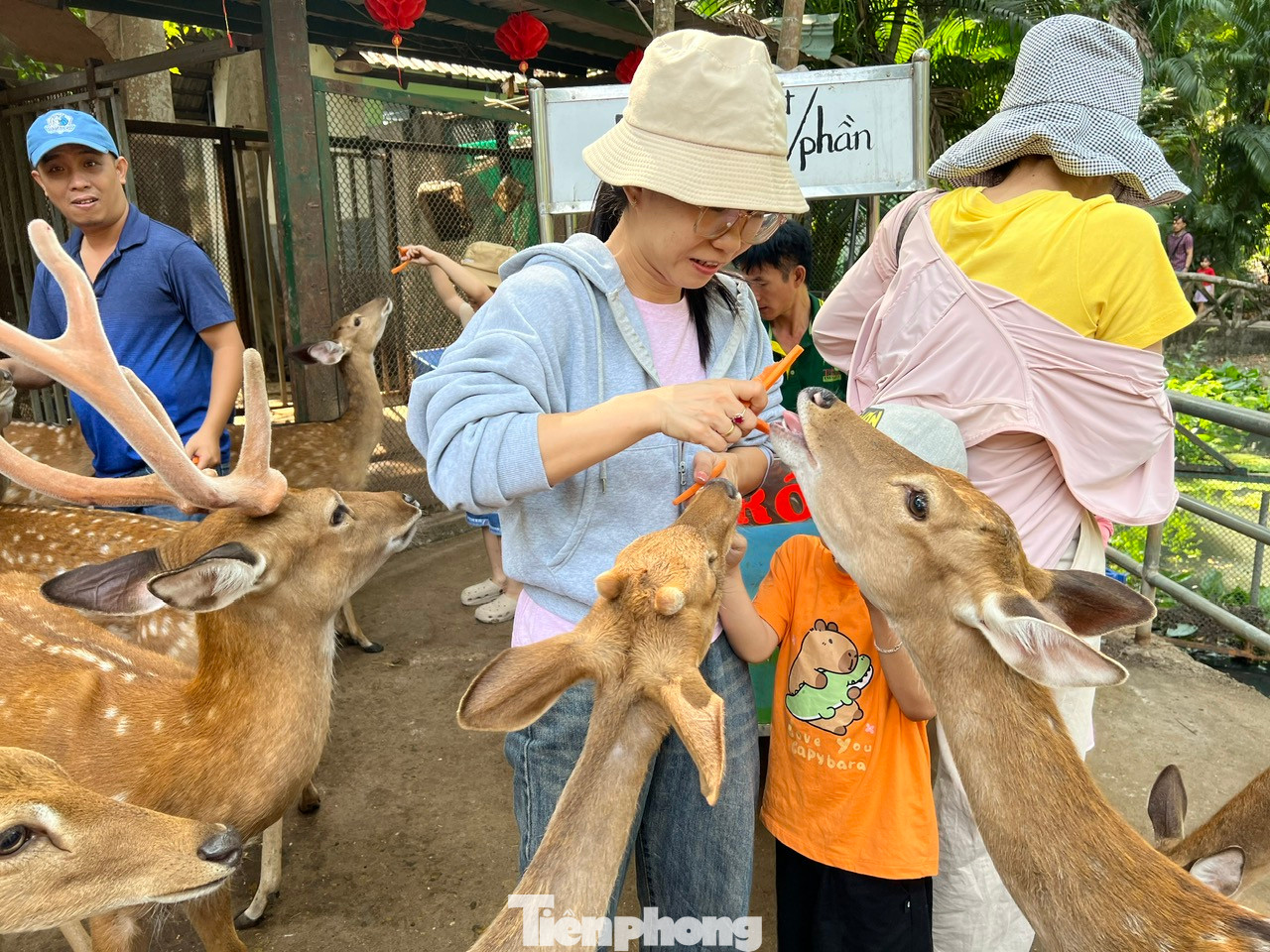 Các bé nai đã quen thuộc với du khách nên rất thân thiện.