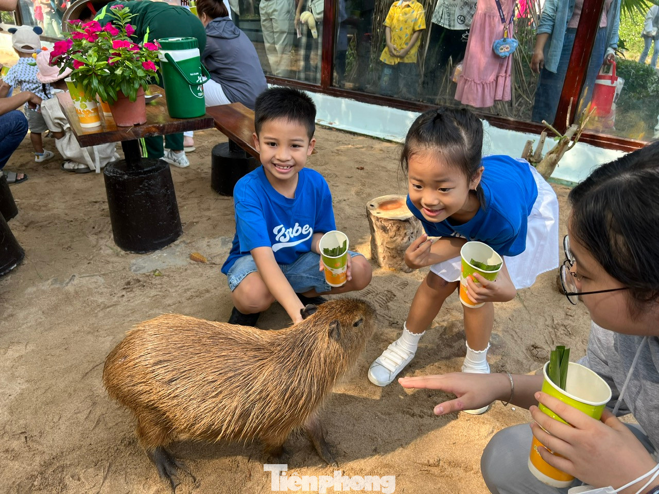 Các bạn nhỏ thích thú được vuốt ve, trực tiếp cho capybara ăn. "Con mới chỉ có capybara bằng bông thôi, đây là lần đầu tiên được ngắm em ấy ngoài đời thực. Em rất dễ thương và thân thiện" - bé Thiên An (8 tuổi) vui mừng nói.