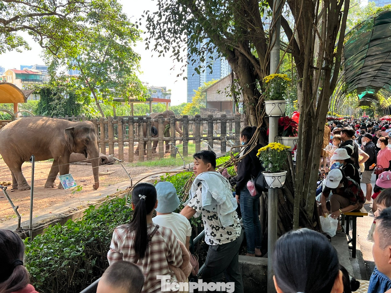 Khu vực nuôi voi cũng tấp nập khách.