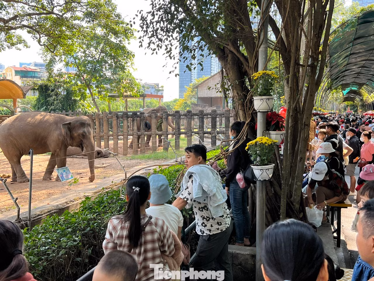 Khu vực nuôi voi cũng tấp nập khách.