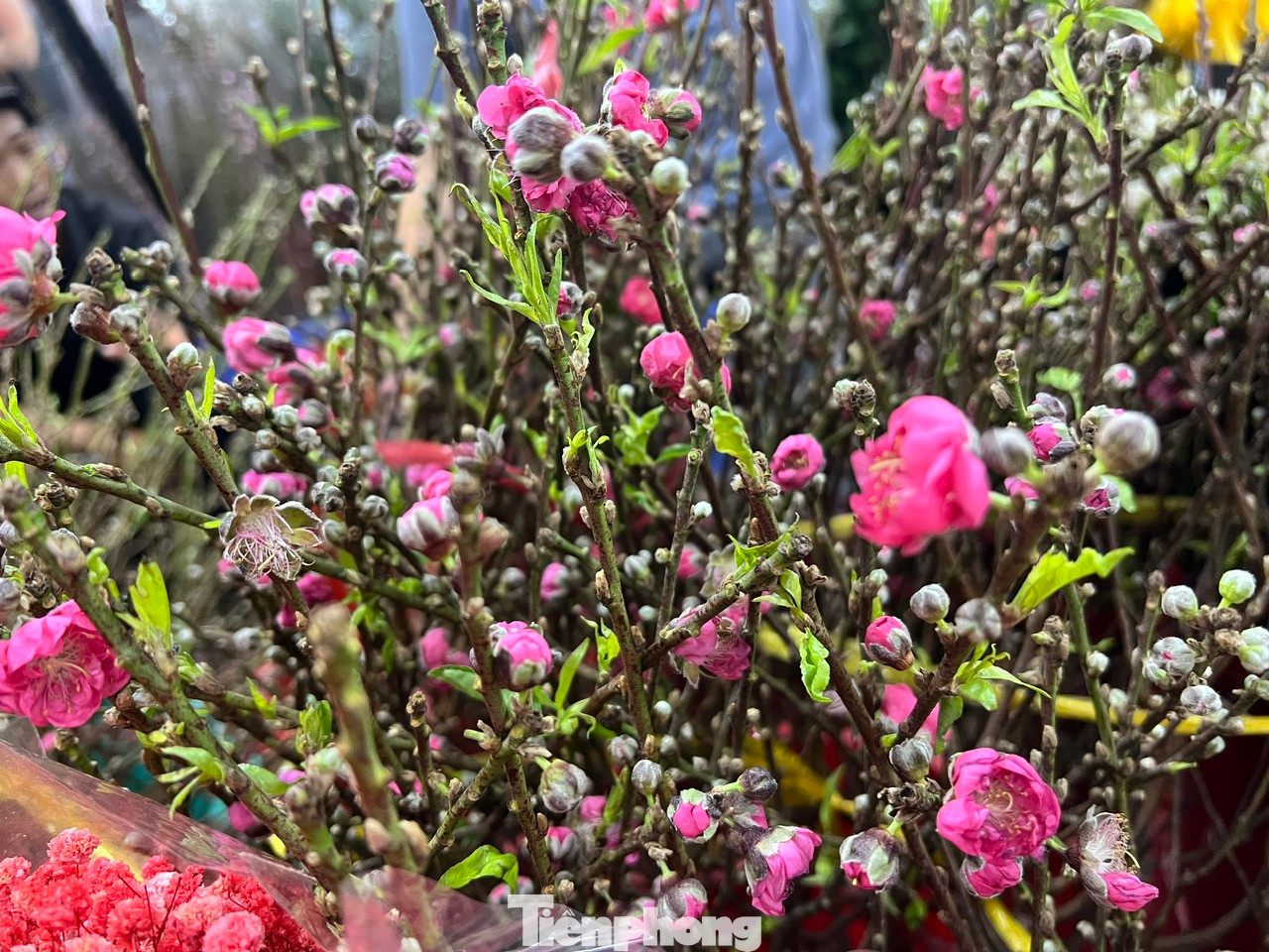 Những hoa đào đang dần khoe sắc, đón chờ người mua mang về chưng Tết.