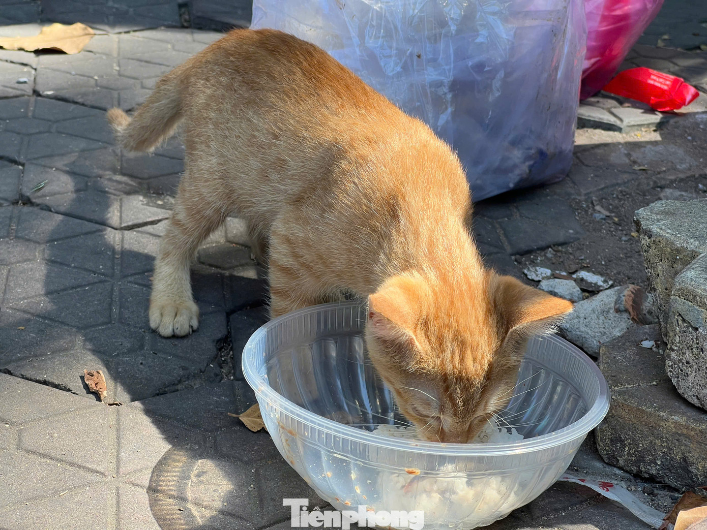 Có nhiều người nói bà Năm lo chuyện bao đồng bởi bán đồ chơi bữa có bữa không, lấy tiền đâu nuôi hàng chục con mèo lang thang. Bà Năm tâm sự: "Ai nói gì kệ họ thôi. Mình không có tiền thì có tấm lòng. Thà tôi ăn cơm trắng, bánh mì không chứ không để tụi nhỏ bị đói".