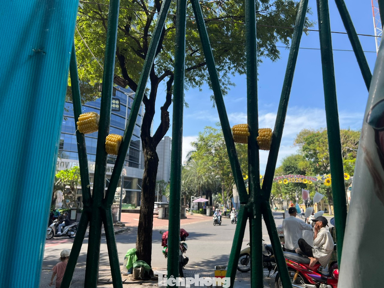 Bà Năm gắn những khúc bắp lên cửa rồi cất tiếng gọi "Lát te". Bỗng chốc, 2 - 3 con sóc từ trên cây ngay lập tức leo xuống lấy thức ăn.