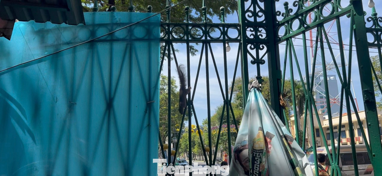 Đàn sóc đều có tên chung là Lát te do bà Năm đặt. Bà dí dỏm, đặt tên cho các con sóc bằng tiếng Anh cho sang và dễ gọi.