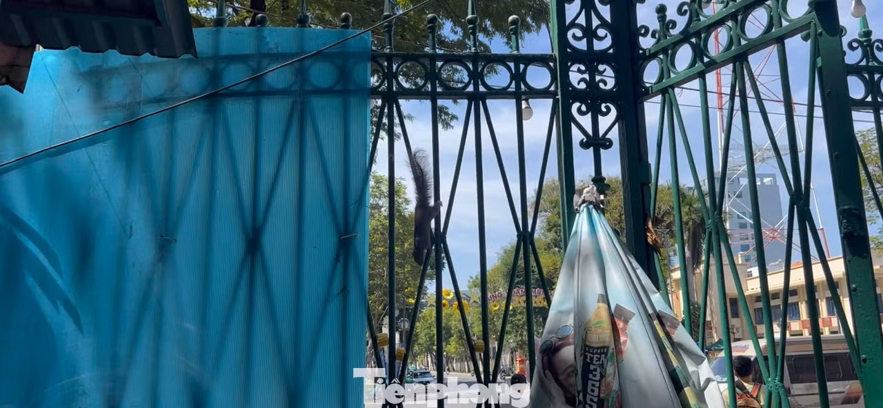 Đàn sóc đều có tên chung là Lát te do bà Năm đặt. Bà dí dỏm, đặt tên cho các con sóc bằng tiếng Anh cho sang và dễ gọi.