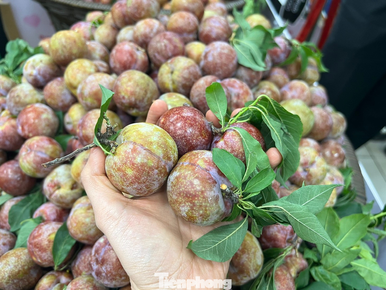 Mận hậu Sơn La bán tại các siêu thị ở TPHCM được nhập trực tiếp từ nhà vườn của tỉnh Sơn La, không qua khâu trung gian. Hàng luôn tươi mới, giá phải chăng nên người tiêu dùng TPHCM xếp hàng để mua Mận hậu Sơn La bán tại các siêu thị ở TPHCM được nhập trực tiếp từ nhà vườn của tỉnh Sơn La, không qua khâu trung gian. Hàng luôn tươi mới, giá phải chăng nên người tiêu dùng TPHCM xếp hàng để mua