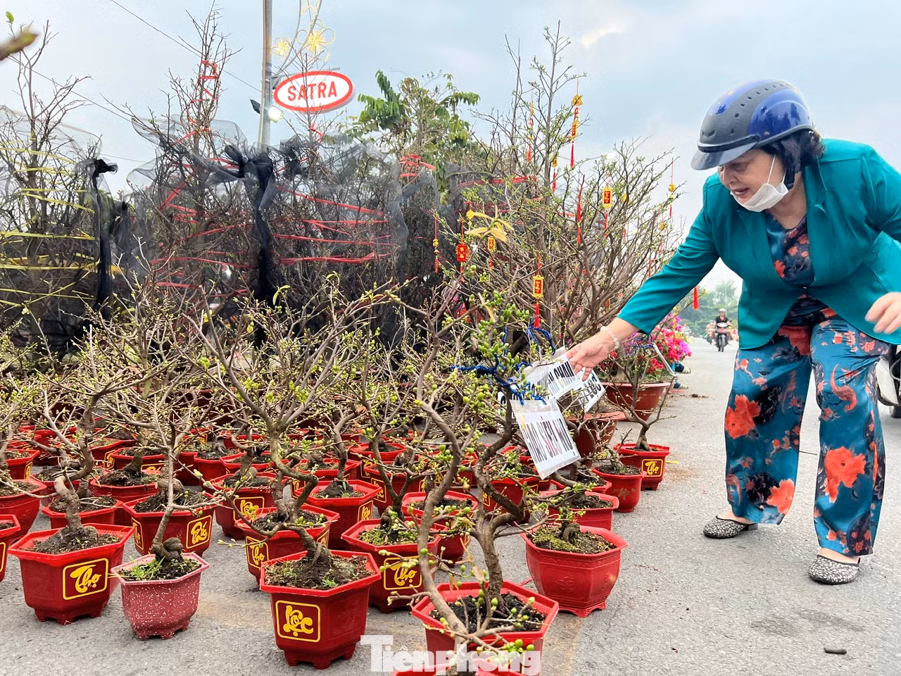Tại đây, có đủ các loại hoa, kiểng Tết như mai, cúc, vạn thọ, hoa giấy, tắc... có giá từ 50.000 - 80.000 đồng/cặp. Với những chậu mai có giá trị, giá cũng chỉ tầm 150.000 - 1 triệu đồng/chậu.