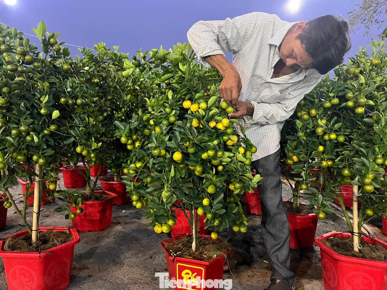 Chợ hoa Xuân Bình Điền Ất Tỵ năm 2025, dự kiến diễn ra trong 9 ngày, từ 20 - 28/1 (21 - 29 tháng Chạp). Nếu chưa bán hết, nhà vườn cũng có thể gửi lại hoa và chở về sau Tết. Chợ hoa Xuân Bình Điền Ất Tỵ năm 2025, dự kiến diễn ra trong 9 ngày, từ 20 - 28/1 (21 - 29 tháng Chạp). Nếu chưa bán hết, nhà vườn cũng có thể gửi lại hoa và chở về sau Tết.