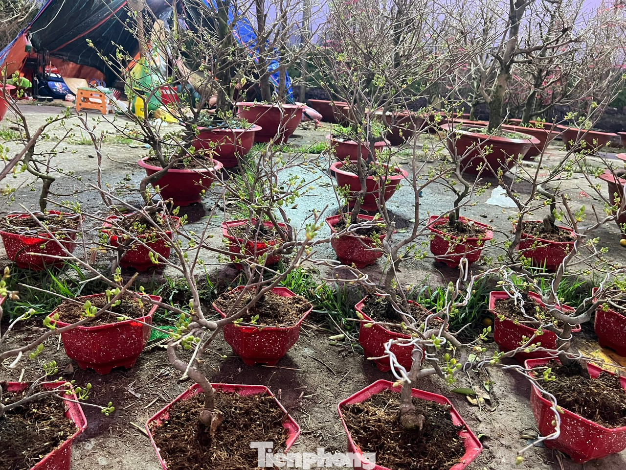 Những chậu mai chi chít nụ có giá từ 70.000 - 150.000 đồng/chậu. Người mua có thể chơi lâu dài sau Tết. Những chậu mai chi chít nụ có giá từ 70.000 - 150.000 đồng/chậu. Người mua có thể chơi lâu dài sau Tết.