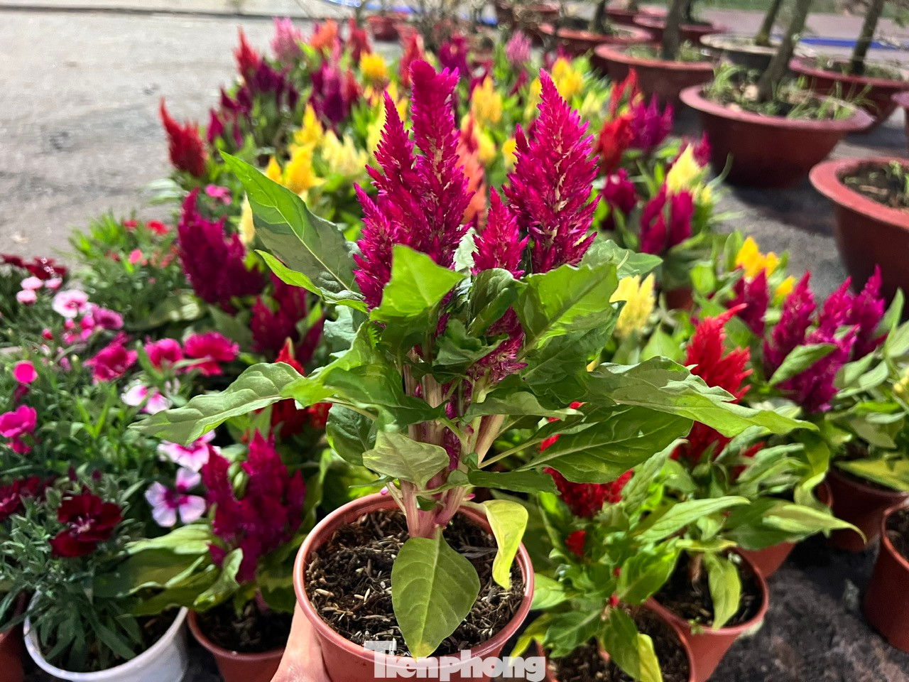 Hoa mồng gà khoe sắc rực rỡ, giá chỉ 30.000 đồng/chậu, mua 2 chậu chỉ 50.000 đồng. Hoa mồng gà khoe sắc rực rỡ, giá chỉ 30.000 đồng/chậu, mua 2 chậu chỉ 50.000 đồng.