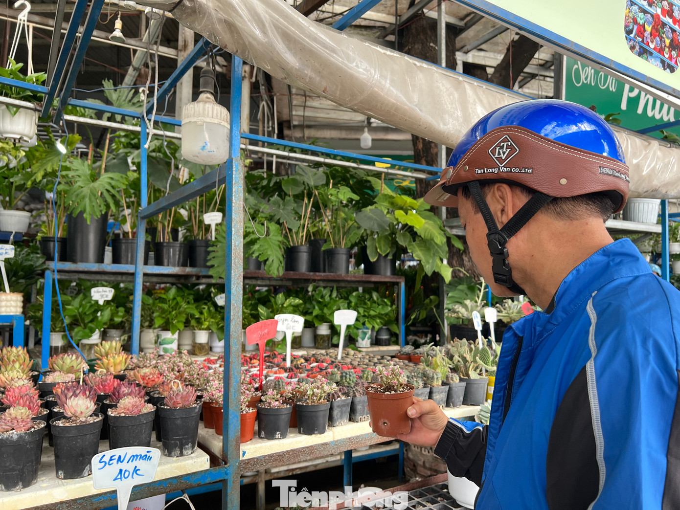 Anh Dân (ngụ quận Tân Phú) mua chậu hoa chỉ với giá 20.000 đồng. "Giá mềm vừa túi tiền của mình, hoa lại rất đẹp. Bây giờ chơi Tết, qua Tết tôi có thể đưa vào chậu to hơn để nhân giống. Các loại sen đá, xương rồng này rất dễ chăm sóc. Hôm nay tôi mua tới 5 chậu các loại nhưng chỉ bỏ ra 100.000 đồng" - anh Dân nói. Anh Dân (ngụ quận Tân Phú) mua chậu hoa chỉ với giá 20.000 đồng. "Giá mềm vừa túi tiền của mình, hoa lại rất đẹp. Bây giờ chơi Tết, qua Tết tôi có thể đưa vào chậu to hơn để nhân giống. Các loại sen đá, xương rồng này rất dễ chăm sóc. Hôm nay tôi mua tới 5 chậu các loại nhưng chỉ bỏ ra 100.000 đồng" - anh Dân nói.