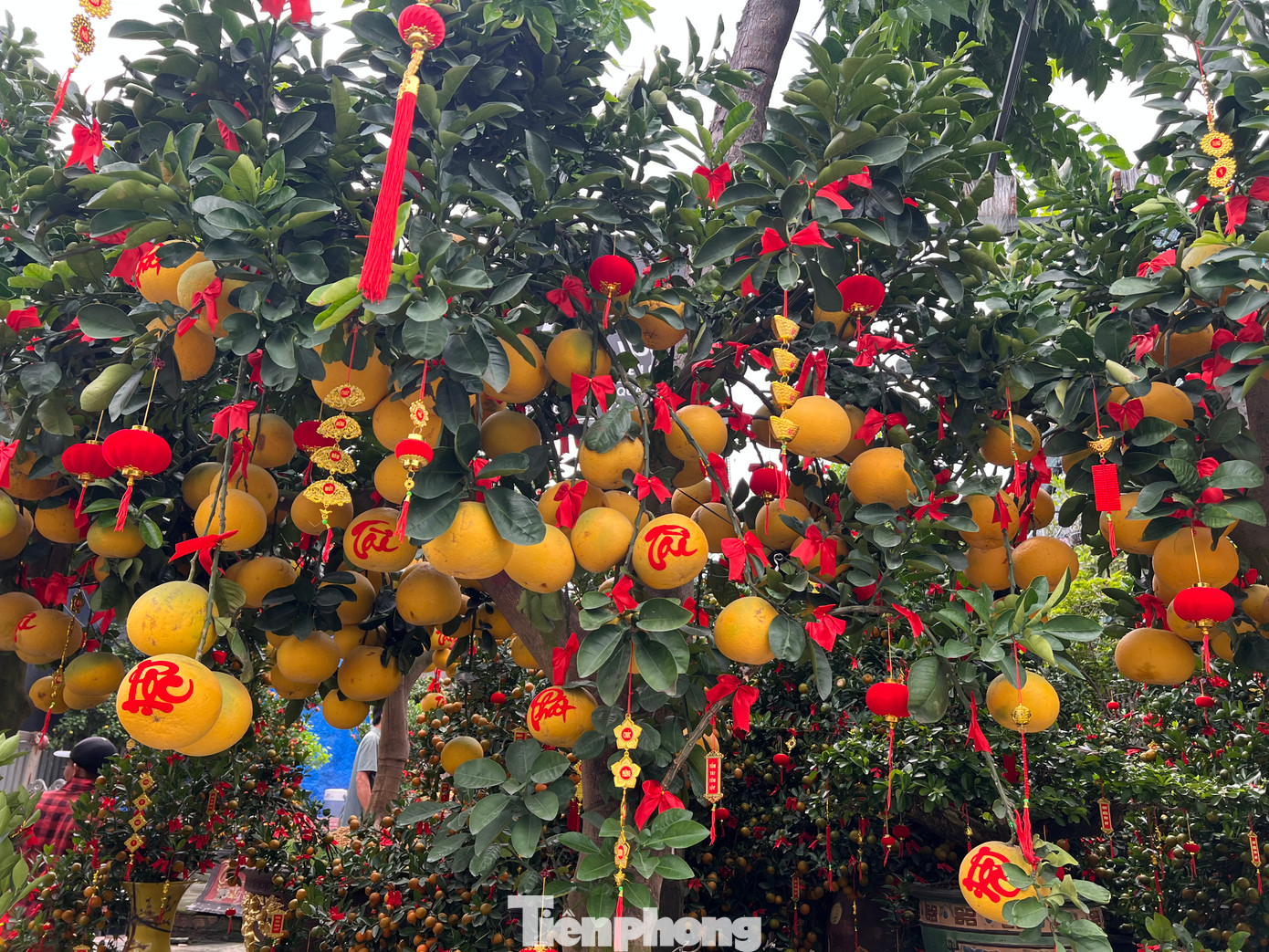 Những quả bưởi chín vàng, thơm lừng trên đường Mai Chí Thọ (TP Thủ Đức). Những quả bưởi chín vàng, thơm lừng trên đường Mai Chí Thọ (TP Thủ Đức).