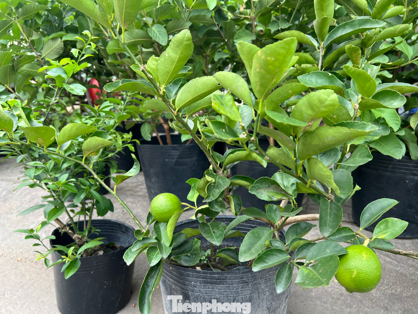 Chanh, cóc, ổi, lựu... đều được cho vào chậu trở thành kiểng chơi Tết. "Ngày Tết, đa số khách hàng đều muốn mua các loại cây có nhiều trái tròn, xum xuê với mong muốn tròn đầy, no đủ. Vì vậy, các cây có quả tròn, dễ chăm sóc đều được chúng tôi đưa vào chậu; vừa chơi Tết, vừa có thể ăn luôn rất tiện lợi. Giá cả năm nay khá mềm, chỉ khoảng 100.000 - 200.000 đồng/cây" - chị Thương, bán hoa kiểng trên đường Bắc Hải (quận Tân Bình) cho biết. Chanh, cóc, ổi, lựu... đều được cho vào chậu trở thành kiểng chơi Tết. "Ngày Tết, đa số khách hàng đều muốn mua các loại cây có nhiều trái tròn, xum xuê với mong muốn tròn đầy, no đủ. Vì vậy, các cây có quả tròn, dễ chăm sóc đều được chúng tôi đưa vào chậu; vừa chơi Tết, vừa có thể ăn luôn rất tiện lợi. Giá cả năm nay khá mềm, chỉ khoảng 100.000 - 200.000 đồng/cây" - chị Thương, bán hoa kiểng trên đường Bắc Hải (quận Tân Bình) cho biết.