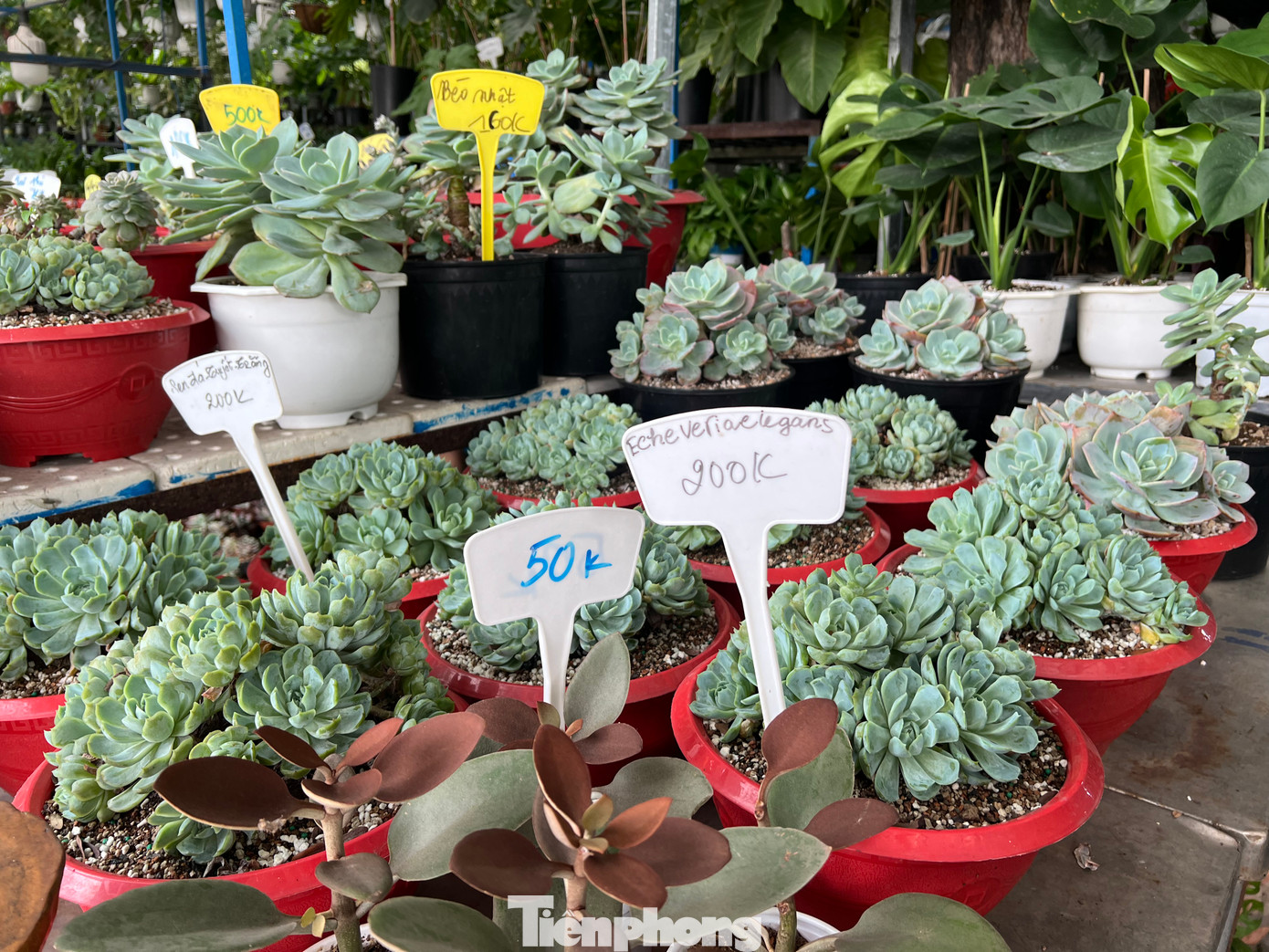 Các loại hoa, kiểng giá vài chục nghìn đồng được nhiều khách hàng ưa chuộng. Các loại hoa, kiểng giá vài chục nghìn đồng được nhiều khách hàng ưa chuộng.