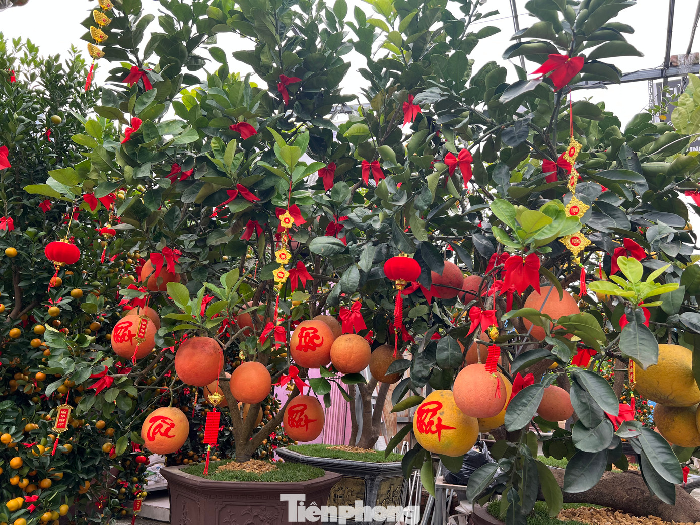 Bưởi Diễn đưa từ miền Bắc vào TPHCM chỉ mỗi mùa Tết, năm nay các nhà vườn đều chủ động giảm giá sớm để khách hàng dễ mua Bưởi Diễn đưa từ miền Bắc vào TPHCM chỉ mỗi mùa Tết, năm nay các nhà vườn đều chủ động giảm giá sớm để khách hàng dễ mua