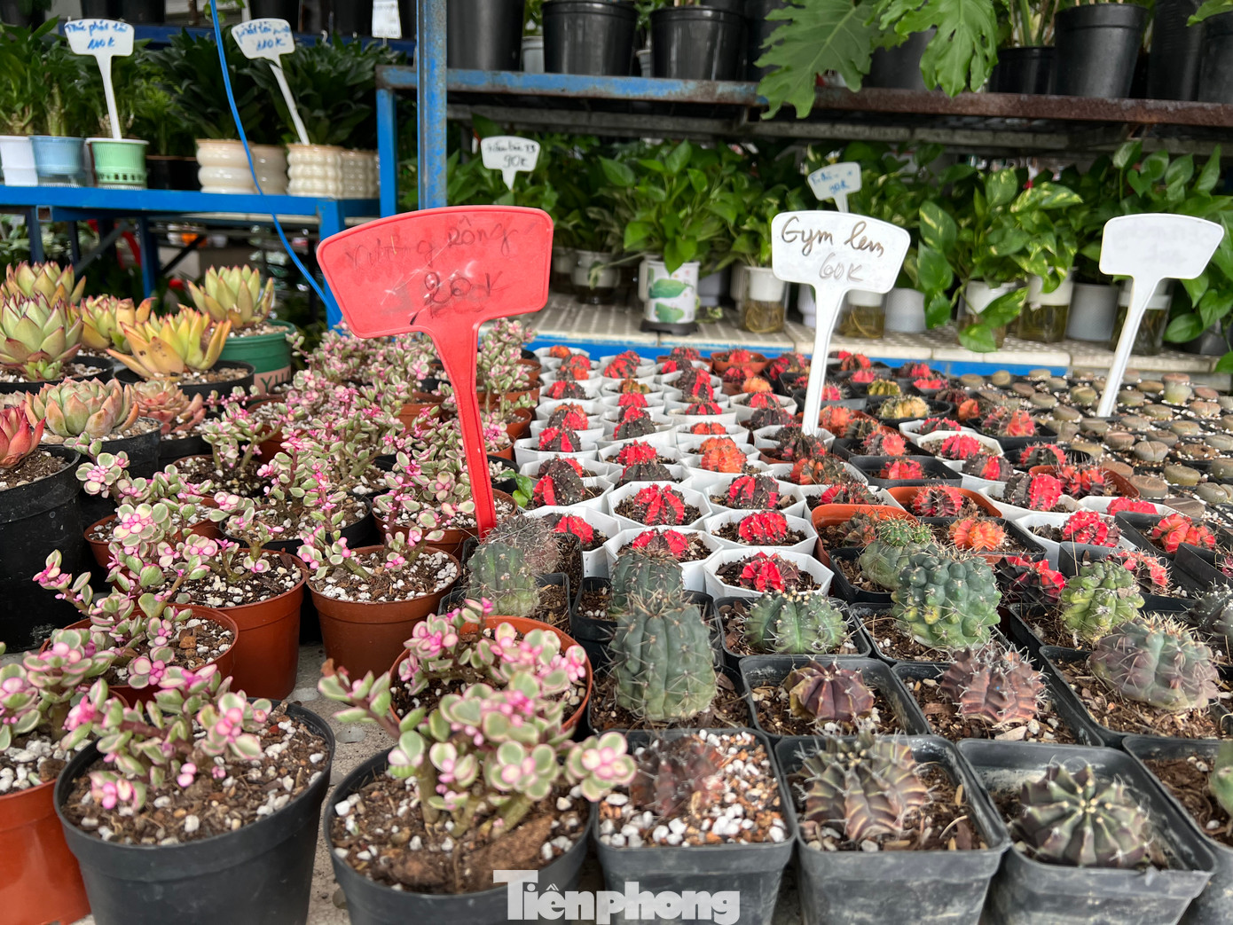 Bà Mai Xuân, chủ vườn sen đá Thuận Phát (Thành Thái, quận 10) cho biết, năm nay vườn đưa ra thị trường khoảng 2.000 chậu hoa kiểng phục vụ Tết, trong đó chủ yếu là sen đá và xương rồng, giá thấp nhất chỉ 5.000 đồng/cây. Bà Mai Xuân, chủ vườn sen đá Thuận Phát (Thành Thái, quận 10) cho biết, năm nay vườn đưa ra thị trường khoảng 2.000 chậu hoa kiểng phục vụ Tết, trong đó chủ yếu là sen đá và xương rồng, giá thấp nhất chỉ 5.000 đồng/cây.