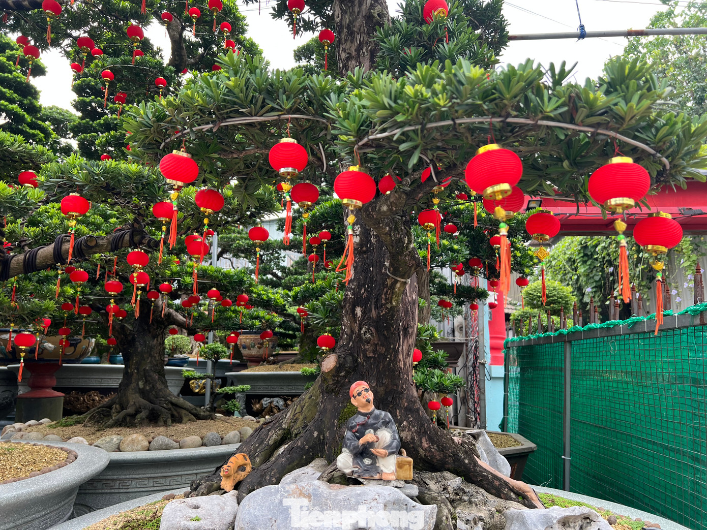 Các loại hoa đều được trang trí thêm màu đỏ với mong muốn mang lại nhiều may mắn cho gia chủ trong dịp Tết. Các loại hoa đều được trang trí thêm màu đỏ với mong muốn mang lại nhiều may mắn cho gia chủ trong dịp Tết.