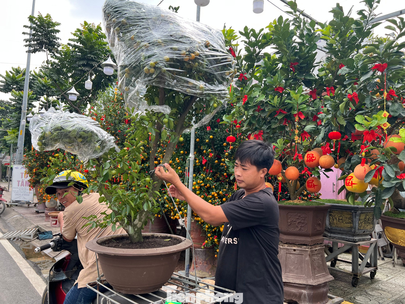 Một số người dân TPHCM bắt đầu chọn mua hoa Tết về chưng sớm. Chủ cơ sở kinh doanh dự đoán khoảng 20 tháng Chạp, thị trường hoa, kiểng Tết mới bắt đầu sôi động. Một số người dân TPHCM bắt đầu chọn mua hoa Tết về chưng sớm. Chủ cơ sở kinh doanh dự đoán khoảng 20 tháng Chạp, thị trường hoa, kiểng Tết mới bắt đầu sôi động.