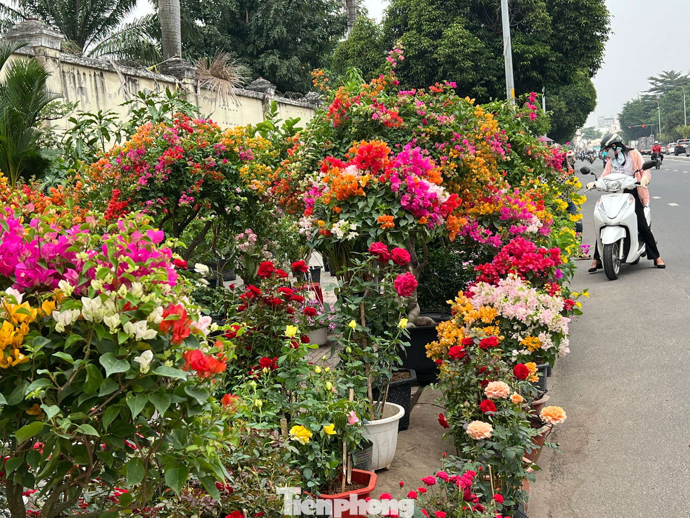 Hoa giấy, hoa hồng, thược dược, hướng dương... cũng bắt đầu xuống đường ở TPHCM đón khách. Hoa giấy, hoa hồng, thược dược, hướng dương... cũng bắt đầu xuống đường ở TPHCM đón khách.