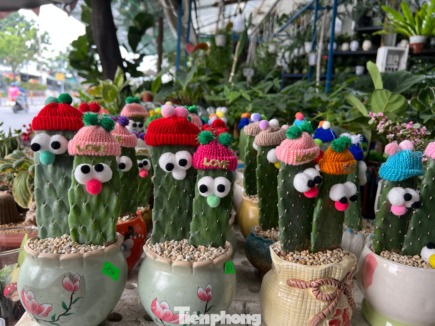 Những cây xương rồng được trang trí bắt mắt với mắt mũi ngộ nghĩnh và được đội mũ len rực rỡ. Mỗi chậu tầm 100.000 -120.000 đồng. Những cây xương rồng được trang trí bắt mắt với mắt mũi ngộ nghĩnh và được đội mũ len rực rỡ. Mỗi chậu tầm 100.000 -120.000 đồng.