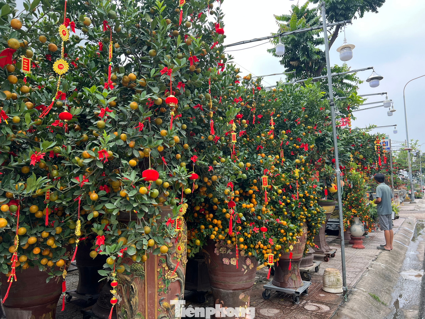 Theo ghi nhận của PV báo Tiền Phong, thời điểm này, lượng khách đến mua hoa Tết còn khá ít. Các nhà vườn chủ động giới thiệu hoa trên các trang mạng xã hội để thu hút khách. Theo ghi nhận của PV báo Tiền Phong, thời điểm này, lượng khách đến mua hoa Tết còn khá ít. Các nhà vườn chủ động giới thiệu hoa trên các trang mạng xã hội để thu hút khách.