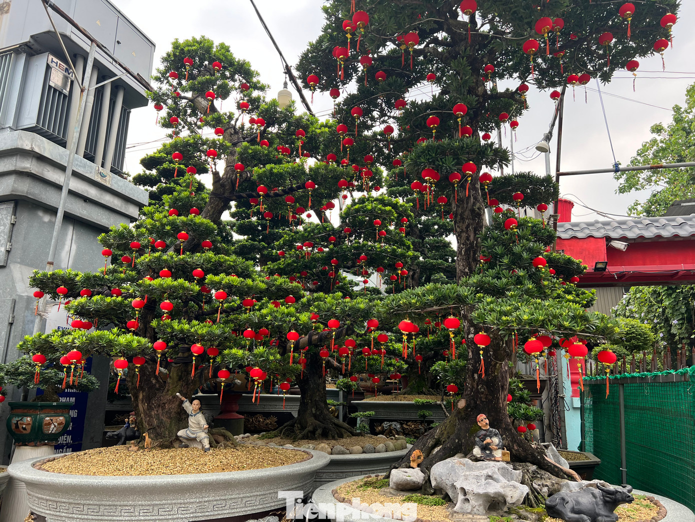 Một cây tùng được trồng công phu, được trang trí thêm các tiểu cảnh đẹp mắt. Một cây tùng được trồng công phu, được trang trí thêm các tiểu cảnh đẹp mắt.