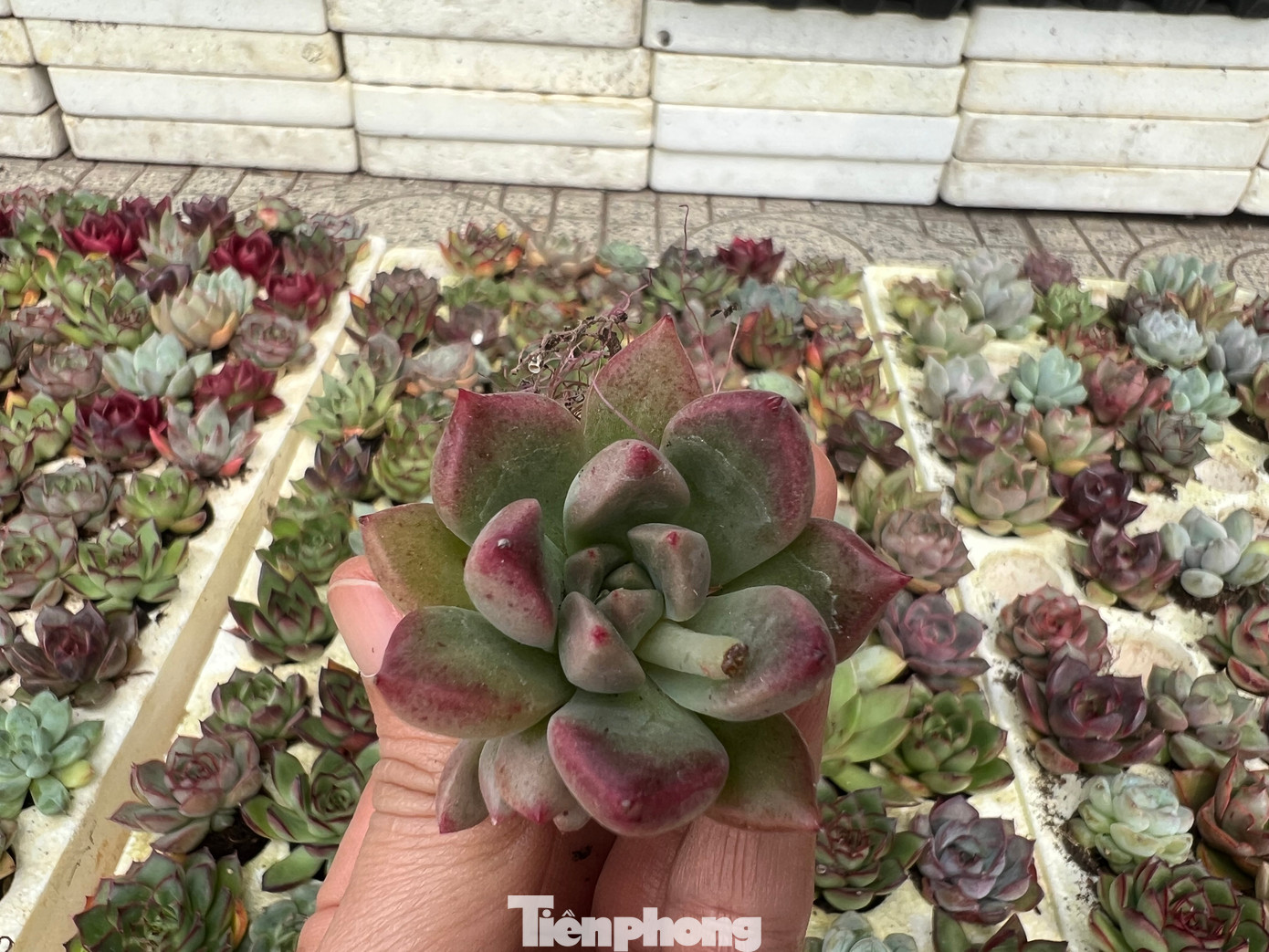 Cây sen đá này có giá chỉ 5.0000 đồng. Vườn có nhiều loại sen đá để khách lựa chọn. Cây sen đá này có giá chỉ 5.0000 đồng. Vườn có nhiều loại sen đá để khách lựa chọn.