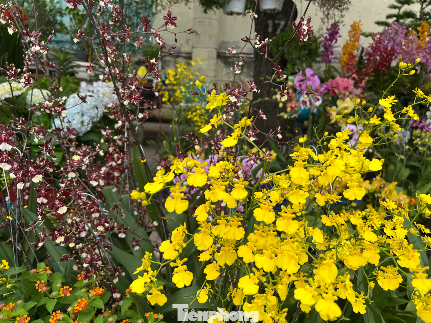 Các loại hoa Tết có màu vàng, đỏ thi nhau khoe sắc Các loại hoa Tết có màu vàng, đỏ thi nhau khoe sắc