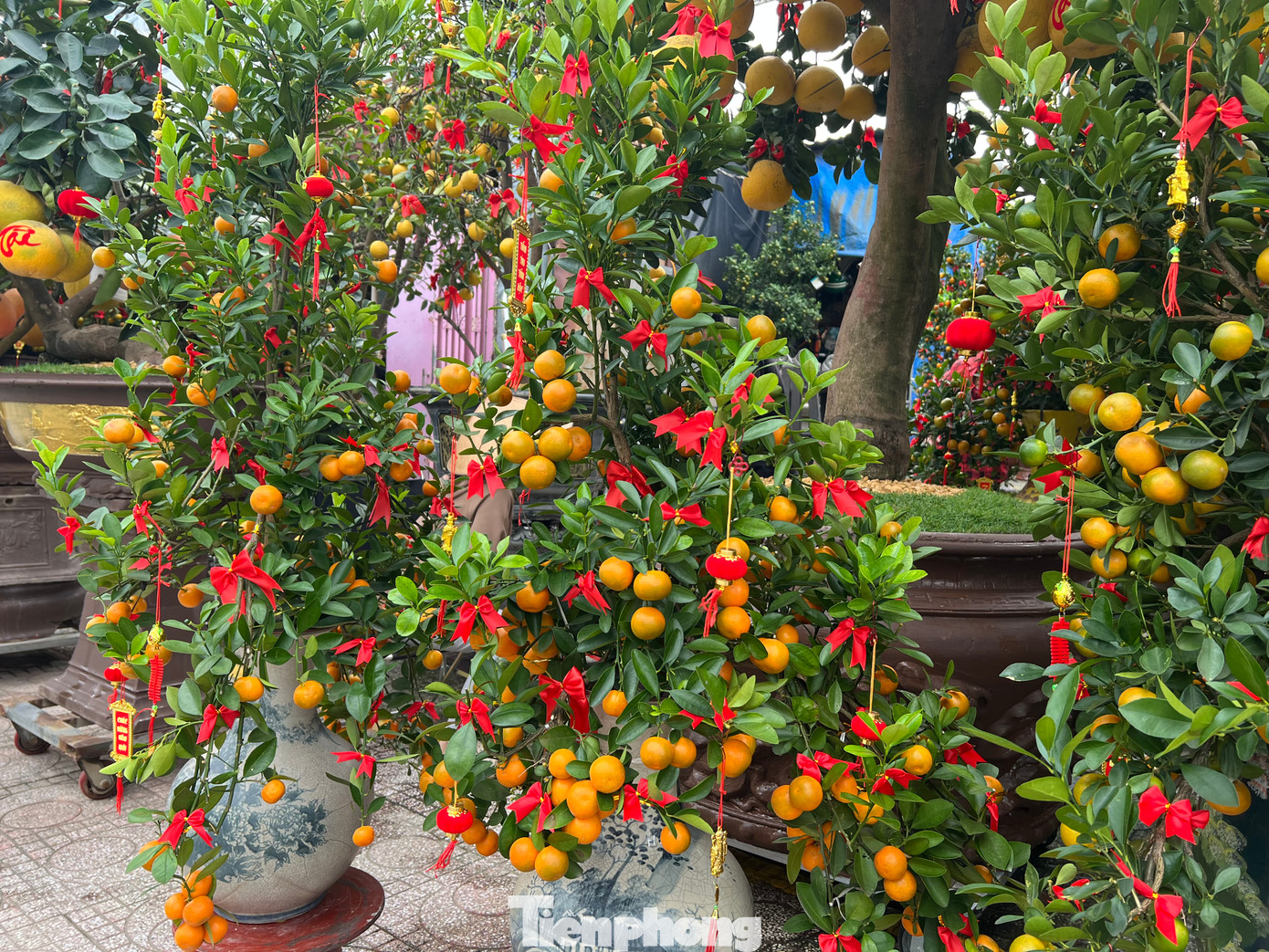 Trong khi đó, con đường Bắc Hải (quận Tân Bình) lại rực rỡ sắc vàng của bưởi Diễn, quất, cam, quýt... Nhà vườn còn trang trí thêm ruy băng, nơ đỏ cho cây. Trong khi đó, con đường Bắc Hải (quận Tân Bình) lại rực rỡ sắc vàng của bưởi Diễn, quất, cam, quýt... Nhà vườn còn trang trí thêm ruy băng, nơ đỏ cho cây.