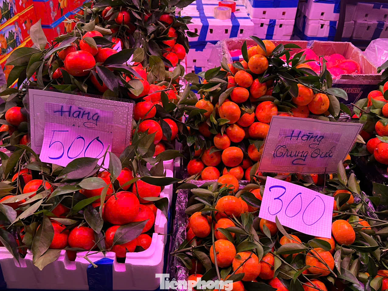Cam, nho nhập từ Trung Quốc về chợ đầu mối nông sản Thủ Đức (TPHCM) chỉ có giá từ 20.000 - 30.000 đồng/kg Cam, nho nhập từ Trung Quốc về chợ đầu mối nông sản Thủ Đức (TPHCM) chỉ có giá từ 20.000 - 30.000 đồng/kg