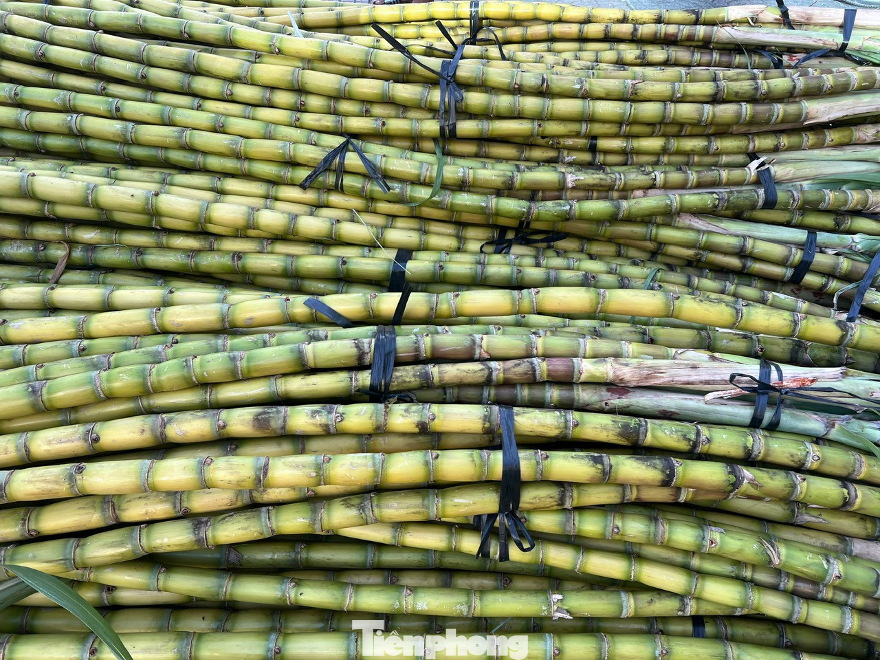 Mía vàng được bó sẵn 6 cây thành một bó, nếu khách mua cả bó sẽ được giảm giá thêm.